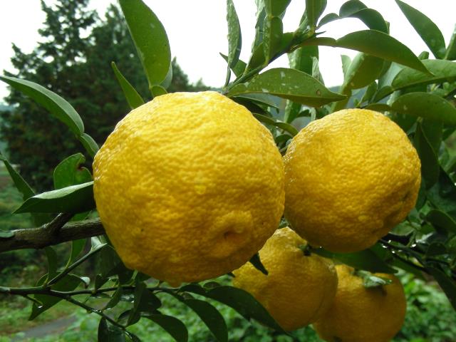 Originaire de Chine, sa profondeur et longueur en bouche évoquent autant le pamplemousse, le citron vert que la mandarine.