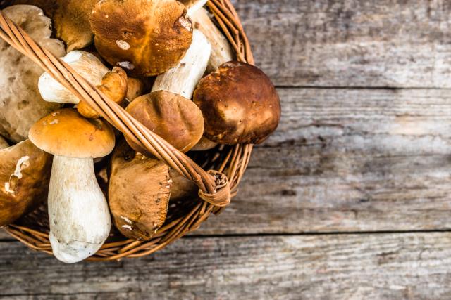 Conservez les champignons entre 0 et 4 °C et utilisez-les dans les 2 jours qui suivent la cueillette.