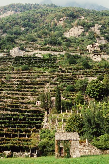 Vignoble dans la Vallée d'Aoste Italie