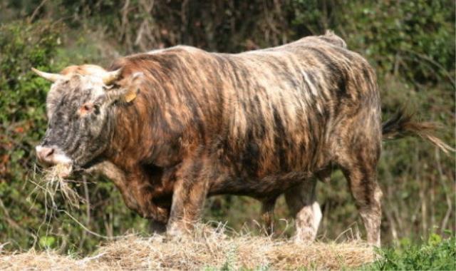 La Vache veau tigre, marque déposée par Jacques Abbatucci, l'un des frères du chef.