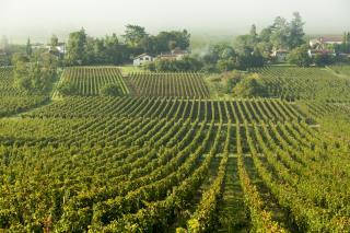 Vignoble dans les Côtes de Bordeaux