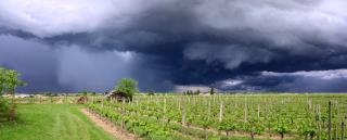 L'été particulièrement pluvieux a favorisé dans de nombreux vignobles l'apparition fulgurante du...