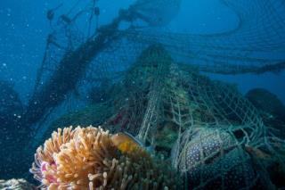 Novotel et WWF partenaires pour la préservation des océans.