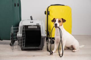 les hôteliers ont souvent des appréhensions face à l'accueil d'animaux domestiques dans leur...