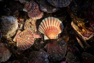 Les coquilles Saint Jacques de Saint Brieuc sont désormais à la vente au GHR