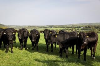 Pour être certifiés IGP, les bovins irlandais doivent notamment passer en moyenne 220 jours par an dans les pâturages.