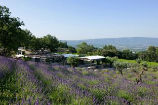 La Coquillade, entre vignes et champs de lavande, au coeur du Luberon.