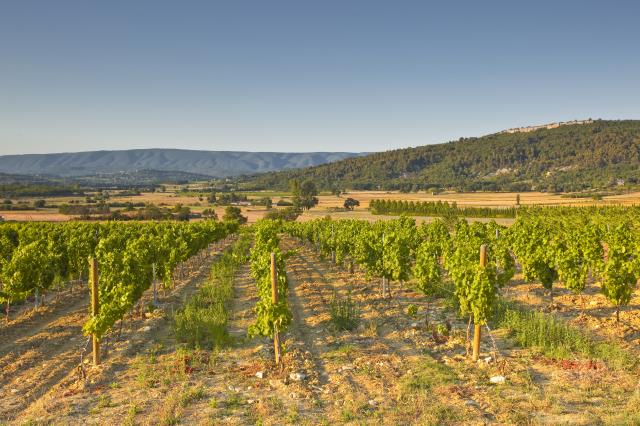 Vignes près de Gordes.