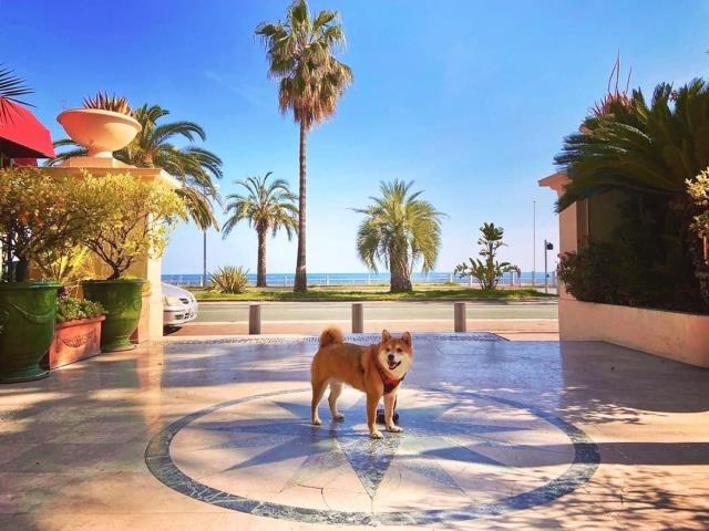 L'Hôtel West End est labellisé Pet Friendly
