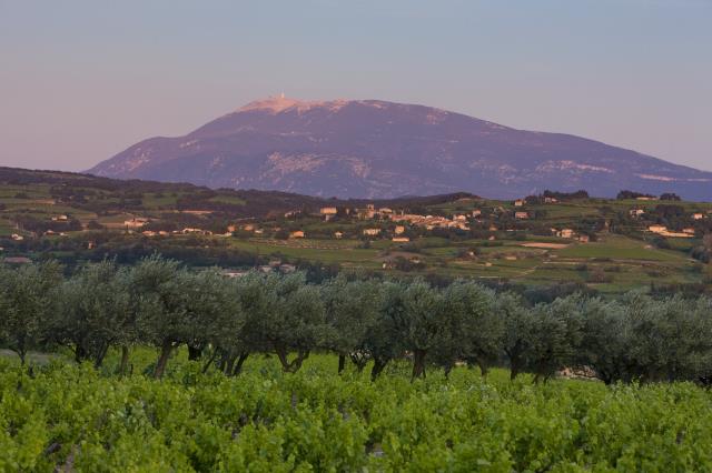 Ventoux Côtes du Rhône ou Vallée du Rhône