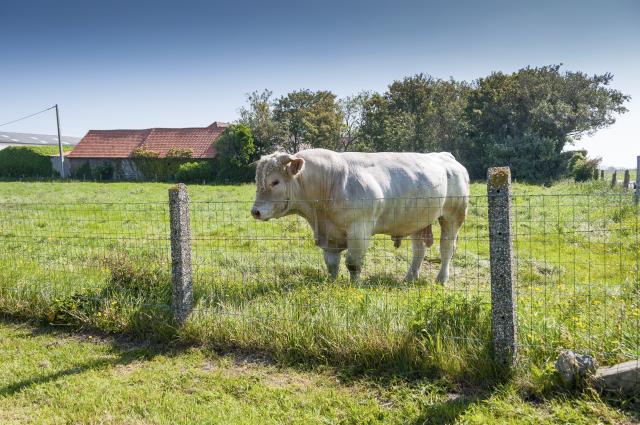 Boeuf charolais.