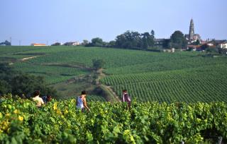 Vendanges à St Fiacre