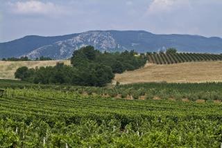 Vigne et champs cultivés en bio