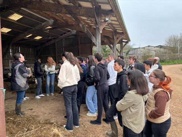 Les STHR de Rabelais à la Ferme de la Tulle à Livarot