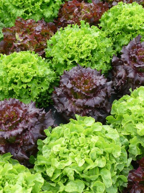 Salades prêtes à être récoltées dans un potager parisien.