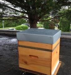 Class'croute se mobilise pour préserver les abeilles.