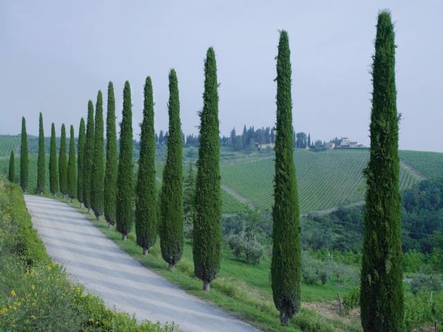 Castello di Casole, l'un des plus grands domaines privés d'Italie niché au coeur de 4 200 hectares de collines vallonnées, de larges vallées, de vignobles toscans et d'oliveraies.