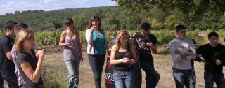 Les vendanges, point de départ d'une année scolaire autour du vin