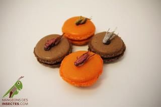 Macarons et insectes, un petit goût de noisettes