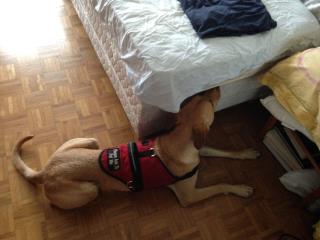La truffe du chien renifleur Rocky de Dogscan est imparrable pour localisé les punaises de lit...