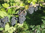 Le gamay : un cépage incontournable