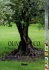 A lire : Oliviers & Co L'huile d'olive grand cru